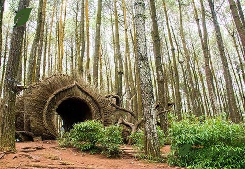 Pinus Pengger Wisata Alam di Bantu