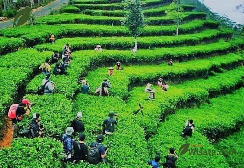 Tea Garden Nglinggo Wisata Alam di Bantu